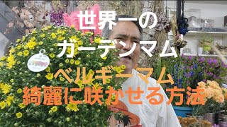 夏の暑さを乗り越えた素晴らしいお花たち❗世界一のガーデンマム！ベルギーマム！🌠を綺麗に咲かせる方法を詳しく紹介！ [upl. by Jaynes]