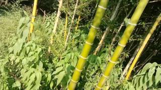 Moso bamboo phyllostachys edulis [upl. by Alig]