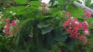 Rangoon Creeper Flowers in My Garden  also Known as the Chinese Honeysuckle or Combretum Indicum [upl. by Fletch7]