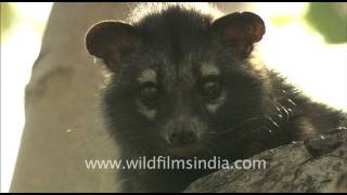 Cute little civet cat [upl. by Knut]