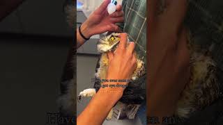 Two men rescued an owl caught in an orange net and then owl birds short [upl. by Namreg]