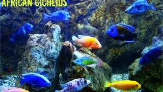 6ft African Cichlid Show Tank At Its Best [upl. by Tildy]