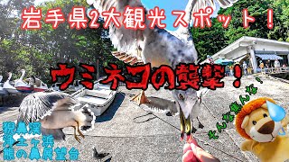 フリードスパイクで日本一周22【岩手県の2大観光スポット巡り！】ウミネコの襲撃にろくちゃんタジタジ [upl. by Ailimac]