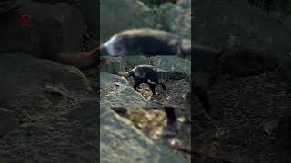 Real Tasmanian Devil Sounds  High Quality  Interesting Tasmanian Devil Sound Experience shorts [upl. by Alym511]