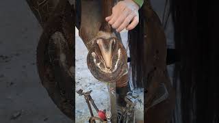 hoof farrier hooftrimming horse [upl. by Eusadnilem]