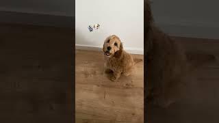 Süßes gähnen Cockapoo Welpe🥹❤️ cockapoo welpe cute [upl. by Alana611]