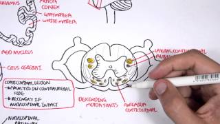 Neurology  Motor Pathways [upl. by Frohne]