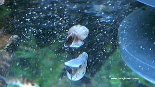 Corydoras Fry Feeding [upl. by Kape]