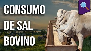 Desmistificando consumo de sal bovino [upl. by Akenihs138]