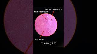 ANATOMY  HISTOLOGY  PITUITARY GLAND  IDENTIFICATION FEATURES mbbs anatomy histology life [upl. by Kare]