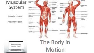 PDHPE preliminary  The Body In Motion  Muscular System [upl. by Granny]