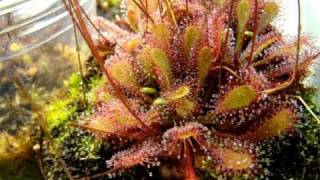 Drosera x quotWatariquot hybrid Sundew Carnivorous Plant [upl. by Nazarius]