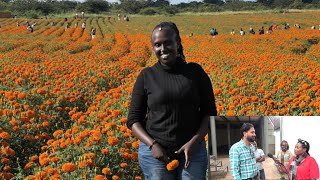 Marigold Plantation IGIHINGWA KIVURA INDWARA IKIRUNGO CYIFASHISHWA NABENSHI [upl. by Kinghorn]