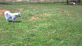 Samoyed Sheep Herding quotCharlottequot [upl. by Milburt]