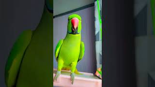 Beautiful talkative parrot zoomiparrotspeak animallover [upl. by Lorilyn]