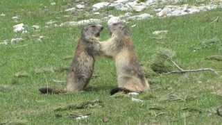 Combat de marmottes [upl. by Aicnom]