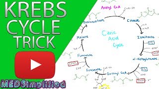 Krebs Cylcle Trick How to remember krebs cycle FOREVER [upl. by Nemzaj]