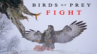 Birds of prey Fight for survival [upl. by Ernestine]