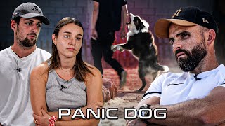 quotJe ne le pensais pas capable de mordre quot  Berger Australien AGRESSIF  Panic Dog Ep16 [upl. by Adnaluy]