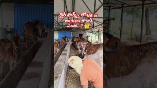 డైరీ ఫార్మ్స్ లో Bihar workers శాలరీ ఎంత 🤔 dairyfarm gircow desicow [upl. by Noirret322]