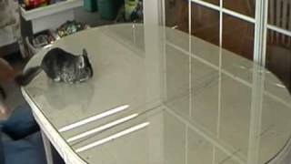 Chinchilla jumping into trash can [upl. by Morley585]