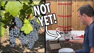 🍇 How to Make the Best Homemade Red Wine from Grapes winemaking [upl. by Tillinger457]