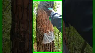 Technique for scraping tree bark to get resin farming coconut fruitcutting [upl. by Jermaine]