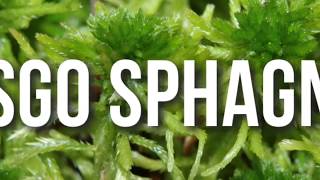 Musgo Sphagnum Big Moss [upl. by Onek357]