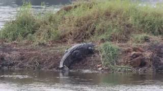 Crocodile in powai lake Saurabh Bhandari Photography [upl. by Iroc]