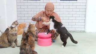 LUCU BANGET NGERJAIN KUCING PAS BABU MAKAN [upl. by Richman]