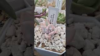 Pachyveria Powder poff variegada suculentas flowers succulents garden plants shortvideo viral [upl. by Plato448]