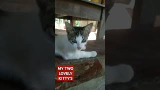 MY TWO LOVELY KITTYS kittywalk cat catlover cats catcat worldcat kittyantics cute animals [upl. by Nawk]