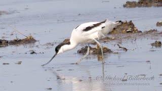 Pied Avocets Recurvirostra avosetta  Säbelschnäbler 2 [upl. by Aicelet]