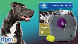 Our Pups Tested The AUTOMATIC Ball Launcher from PetSafe 😱  Is It REALLY Worth It  TTPM [upl. by Rockafellow]