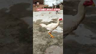 Custemer satisfied review trending shorts poultry palnaaduyuvaraithuviswa [upl. by Silevi]