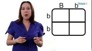 GED Science Unit 45 Using a Punnett Square [upl. by Elocon342]