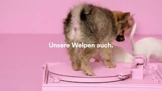 Video ad Adoptify puppies [upl. by Ravel]