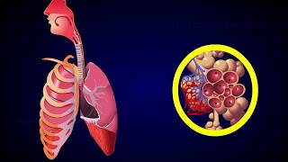 REGULATION OF RESPIRATION [upl. by Loella701]