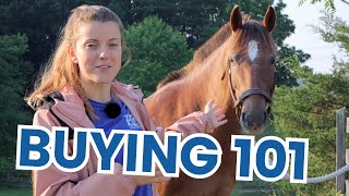 What to Look For When Buying a Horse [upl. by Clevey]