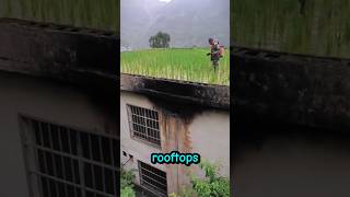 Chinese farming on rooftop 😲 shorts short farming [upl. by Panaggio]