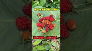 Nemu Buah STROBERI HUTAN  Ucen Ucen😁 bolang petualangan buah fruit survival [upl. by Atnohsal78]