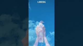 Ave Verum  Albinoni  Adagio in G minor  Chanté par le chœur LIBERA [upl. by Eelyahs]