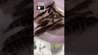 Cichlid Julidochromis Transcriptus Breeding aquariumfish shortvideo fishbreeding cichlids [upl. by Adnirem]