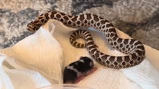 Red Western hognose snakes feeding day video [upl. by Leile223]