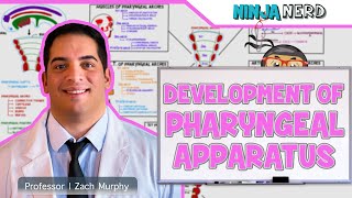 Embryology  Development of Pharyngeal Apparatus [upl. by Naamann]