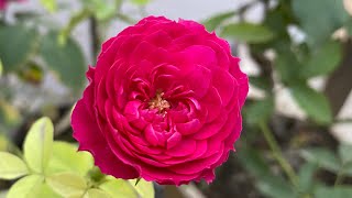 David Austin Rose  Falstaff [upl. by Adnuhser]