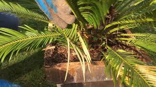 63  Cycas revoluta en pot  Comment faire son entretien [upl. by Nirehtac]