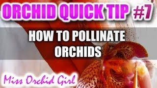 Orchid Tip 7  How to pollinate Orchids [upl. by Welcome]