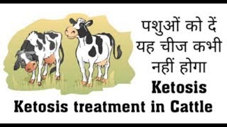 पशुओं में किटोसिस का इलाज । Ketosis treatment in cattle । Veterinary treatment in hindi । [upl. by Stephania21]