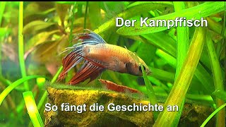 Der Film zum Kampffisch und Aquaristik mit Zwerggarnelen zur Aufklärung [upl. by Anne-Marie]